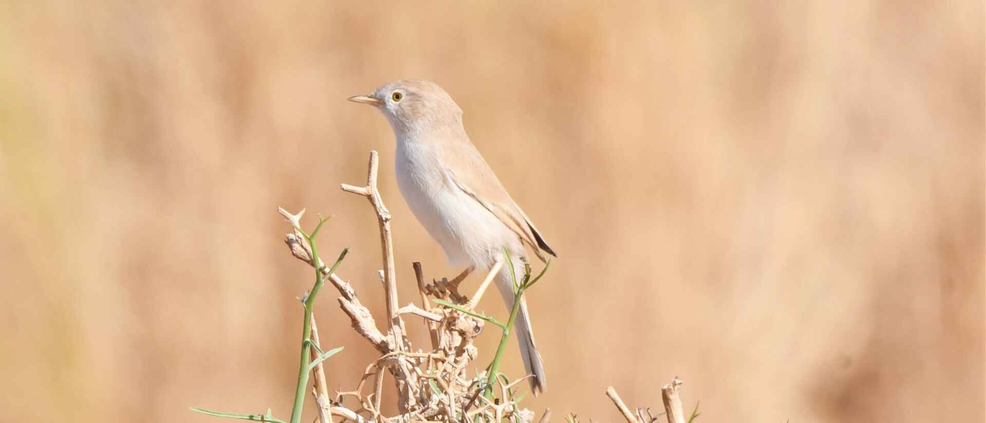 Birdwatching Morocco Tours