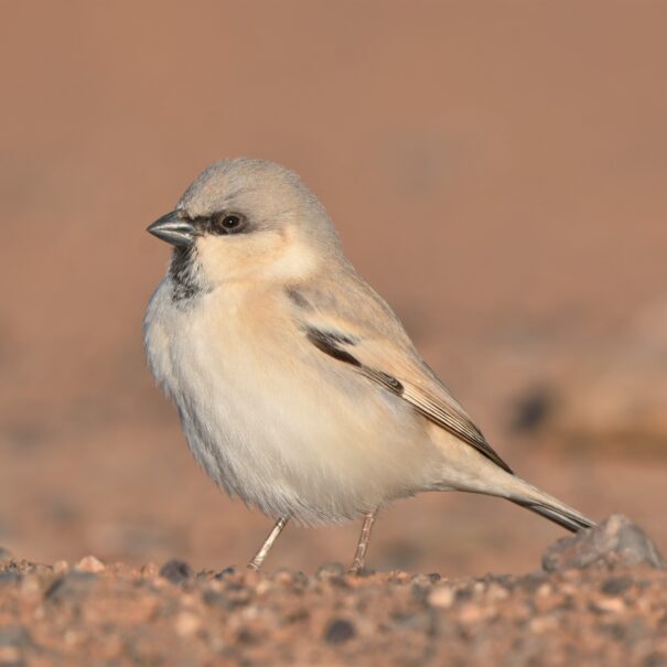 Birdwatching Morocco Tours