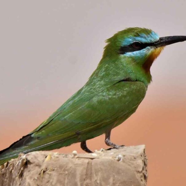 Birdwatching Morocco Tours