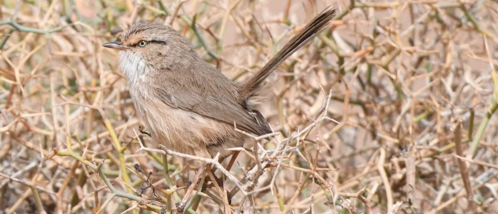 morocco bird (1)