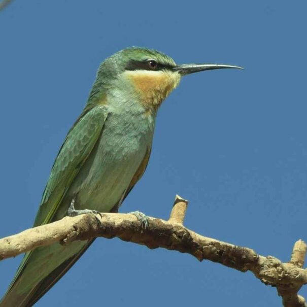 10-DAY BIRDING TOUR FROM FES TO MERZOUGA DESERT AND ATLANTIC COAST AND Atlas