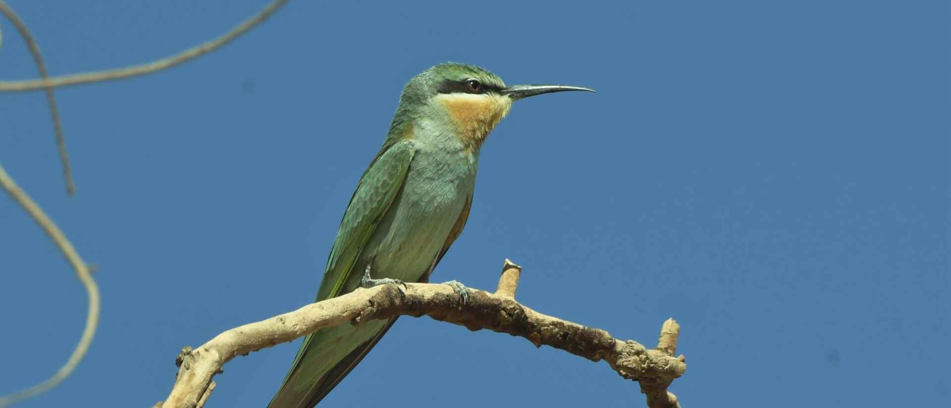 10-DAY BIRDING TOUR FROM FES TO MERZOUGA DESERT AND ATLANTIC COAST AND Atlas