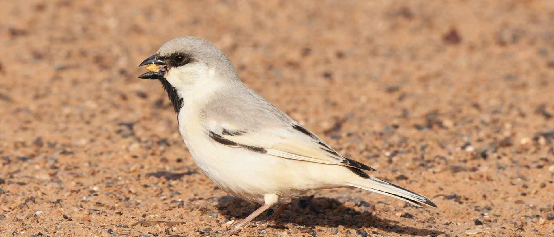 birding In merzouga-birdwatching morocco tours