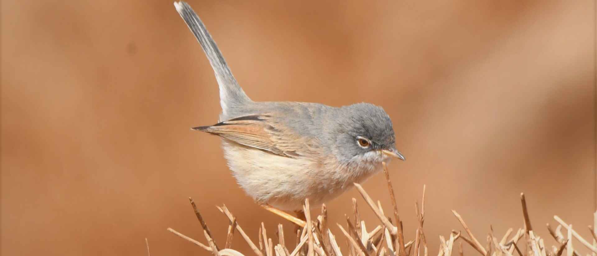 morocco birds 3 (1)