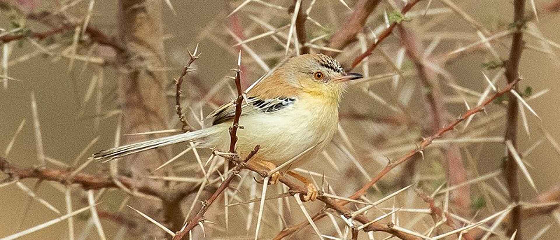 Western Sahara Birding-BirdwatchingMorocco Tours