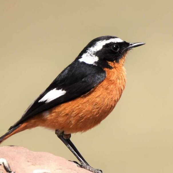 Birdwatching Morocco Tours