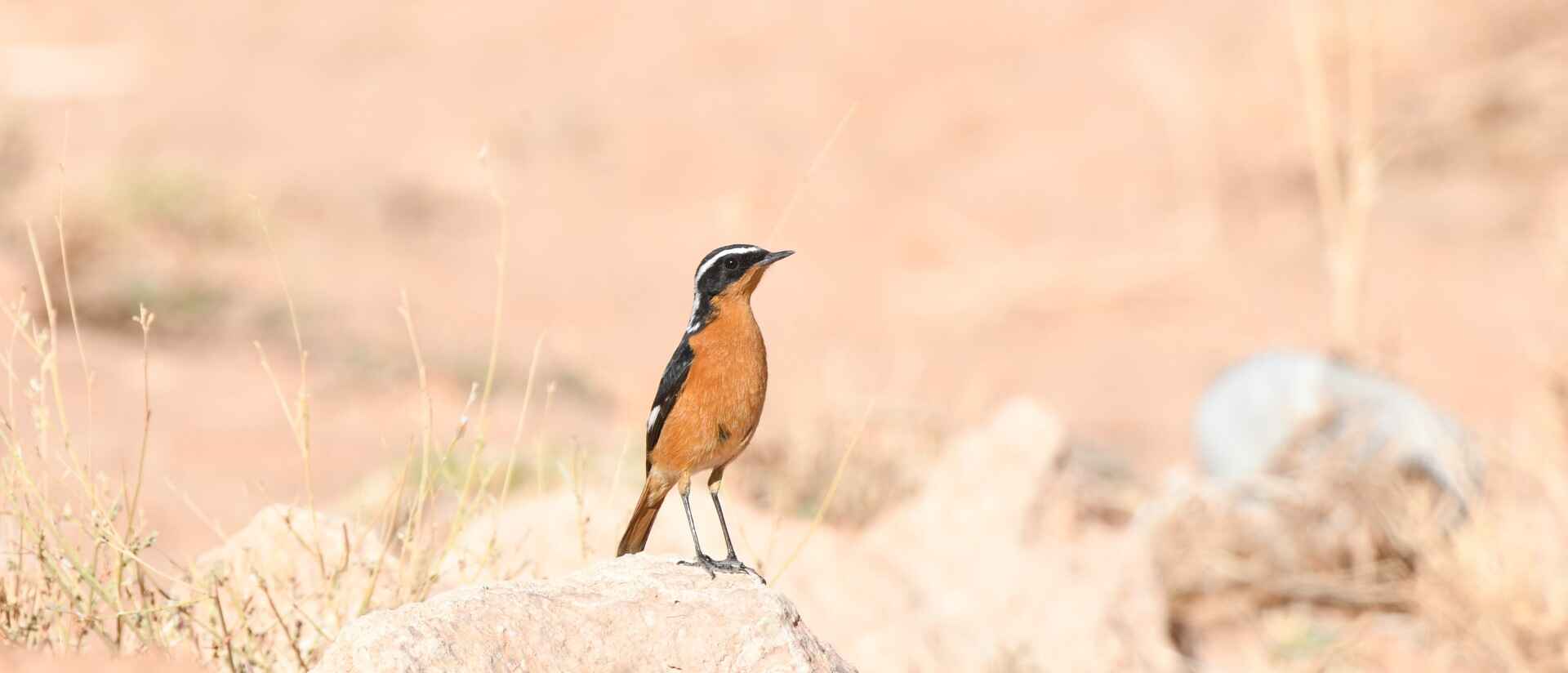 12 Days Birding the Atlas Mountains & Sahara and Atlantic Coast