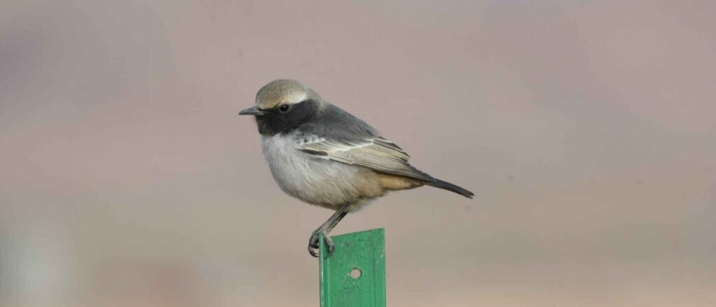 birds Morocco- Birdwatching Morocco tours