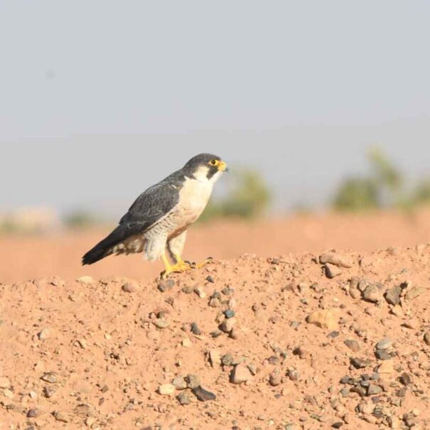 12 Days Birding the Atlas Mountains & Sahara and Atlantic Coast