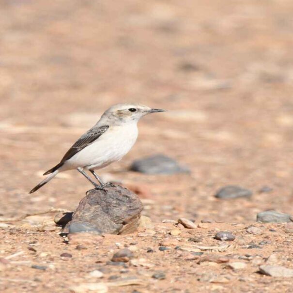 Birding Atlas and Guelmim