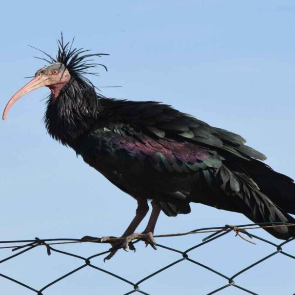 birding Morocco