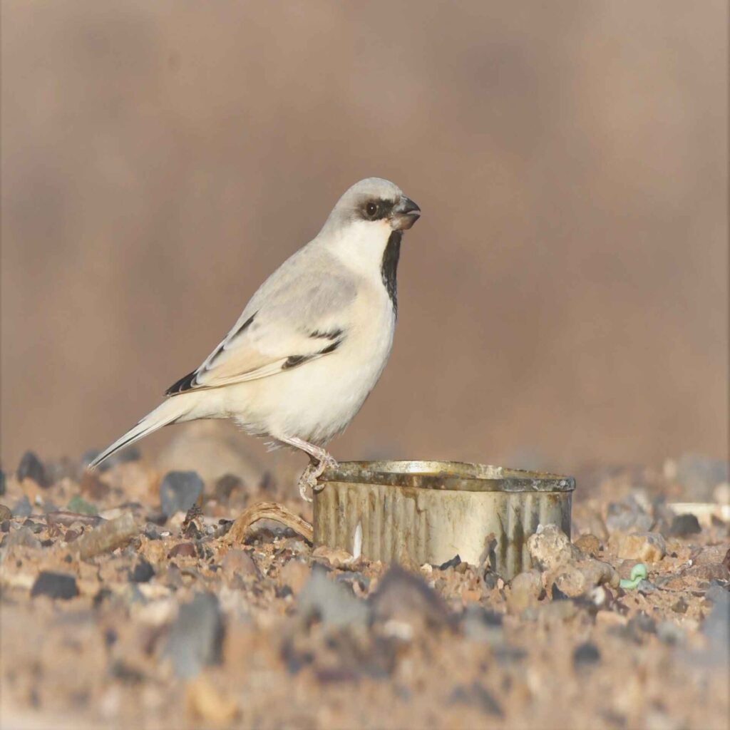 birds Morocco- Birdwatching Morocco tours