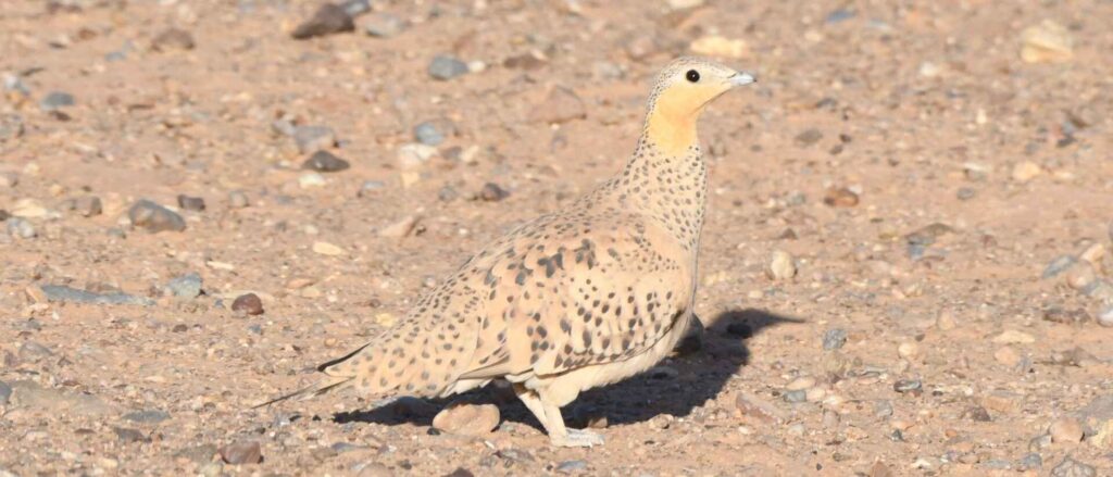 bird morocco