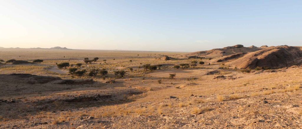 Western Sahara's Desert Wildlife-Birdwatching Morocco Tours