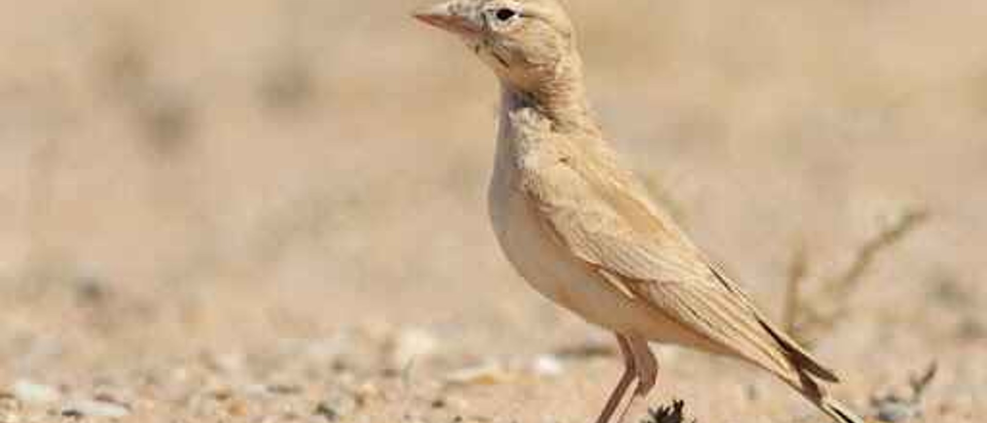 Western Sahara's Desert Wildlife-Birdwatching Morocco Tours