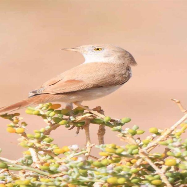 birding sahara and Boumalne dades