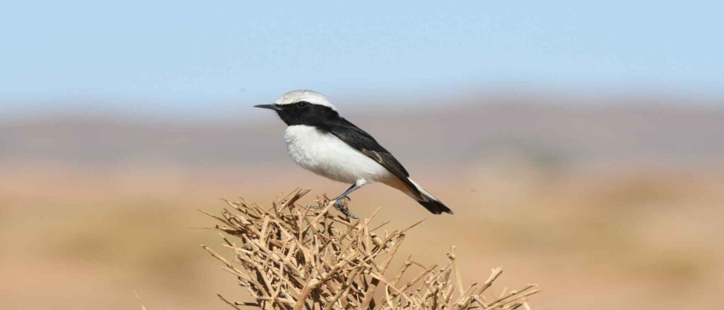 birding Morocco