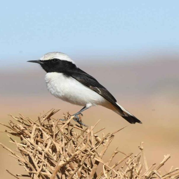 birding Morocco